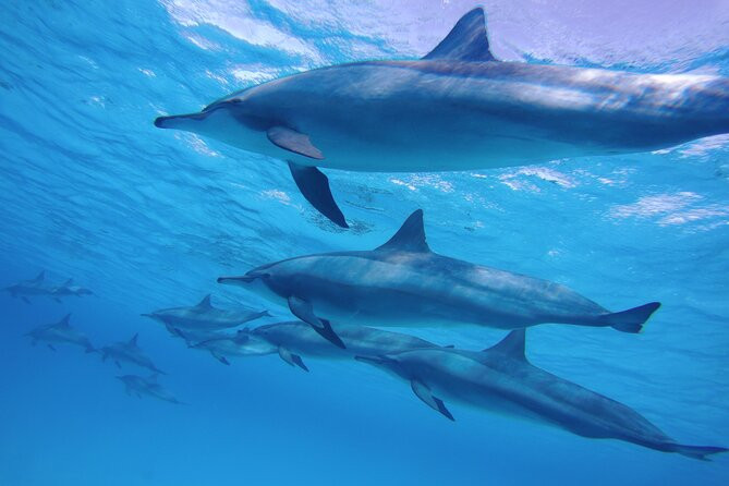 Bootstour zur Dolphin Hous mit Schnorcheln und Mittagessen