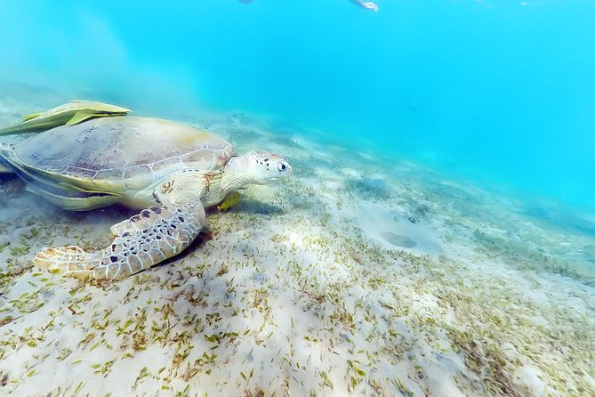 Bootstour zur Dolphin Hous mit Schnorcheln und Mittagessen